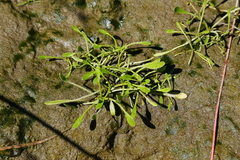 Limosella aquatica