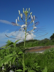 Tarenaya longicarpa