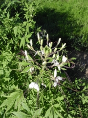 Tarenaya longicarpa