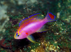 Pseudanthias ventralis