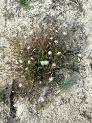 Silene portensis