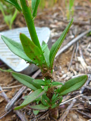 Neogaerrhinum strictum