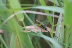 Conocephalus nigropleurum