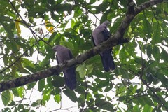 Patagioenas plumbea