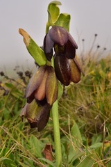 Fritillaria biflora biflora