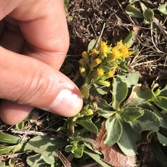 Solidago spathulata