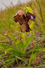 Fritillaria biflora biflora