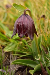Fritillaria biflora biflora