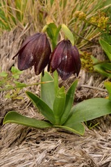 Fritillaria biflora biflora