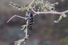 Lampetis dilaticollis