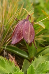 Fritillaria biflora biflora