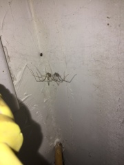 Araneae