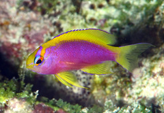 Pseudanthias ventralis