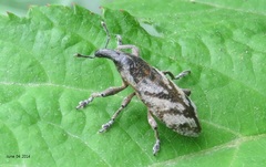 Lixus acutipennis