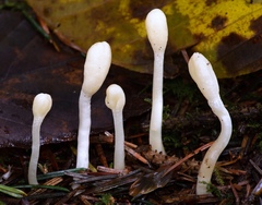 Trichoderma leucopus