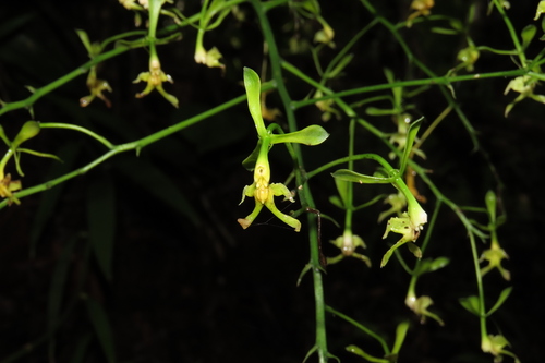 Epidendrum bispathulatum Hágsater, O.Pérez & E.Santiago