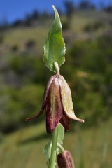 Fritillaria biflora biflora