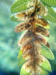 Phytoliriomyza tearohensis