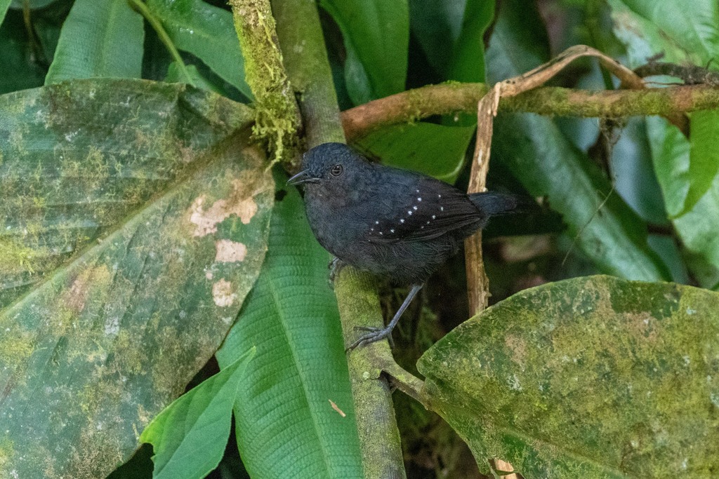 Myrmelastes leucostigma subplumbeus