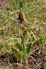 Fritillaria biflora biflora