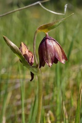 Fritillaria biflora biflora