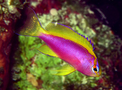 Pseudanthias ventralis