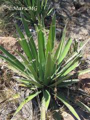 Agave albomarginata