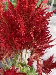 Celosia argentea plumosa