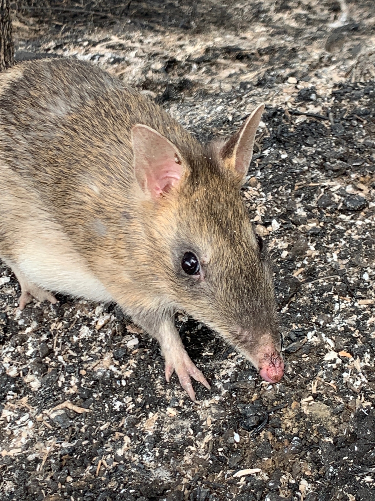 Long-nosed Bandicoots (Genus Perameles) · iNaturalist Long-nosed Bandicoots (Genus Perameles) · iNaturalist