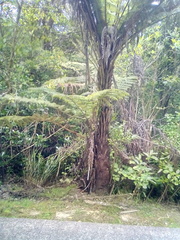 Phytoliriomyza tearohensis