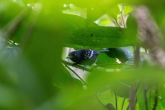 Microrhopias quixensis