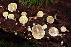 Pholiota scamba