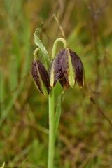 Fritillaria biflora ineziana