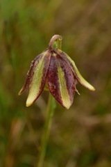 Fritillaria biflora ineziana