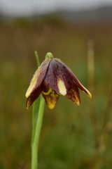Fritillaria biflora ineziana