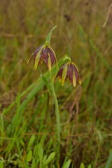 Fritillaria biflora ineziana