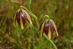 Fritillaria biflora ineziana