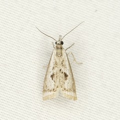 Microcrambus croesus