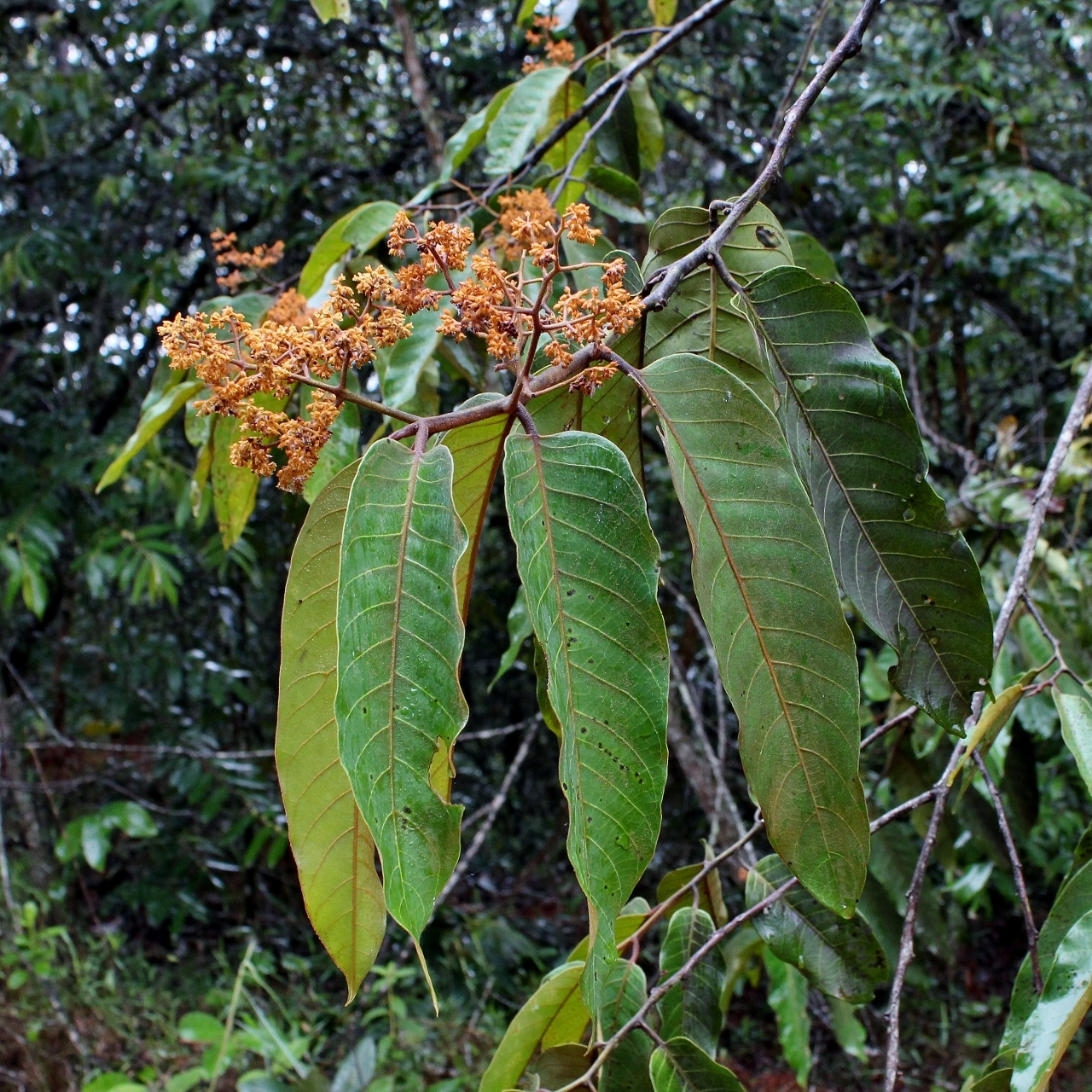 Virola sebifera