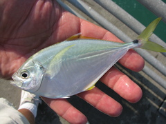 Chloroscombrus chrysurus