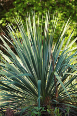 Yucca louisianensis