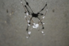 Engyodontium aranearum