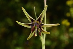 Fritillaria brandegeei