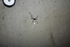 Engyodontium aranearum