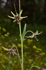 Fritillaria brandegeei