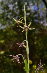 Fritillaria brandegeei