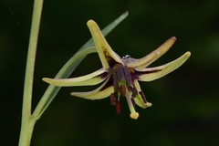 Fritillaria brandegeei