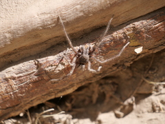 Tomopisthes horrendus