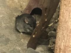 Chinchilla