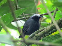 Myrmoborus leucophrys